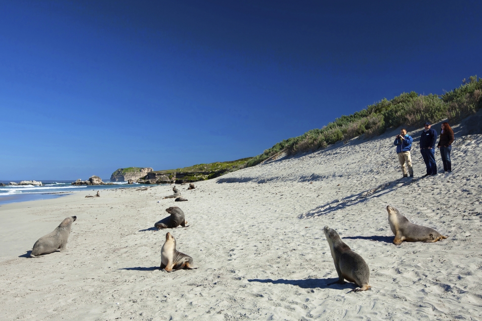 Phoques sur la plage de Seal Bay, Kangaroo Island