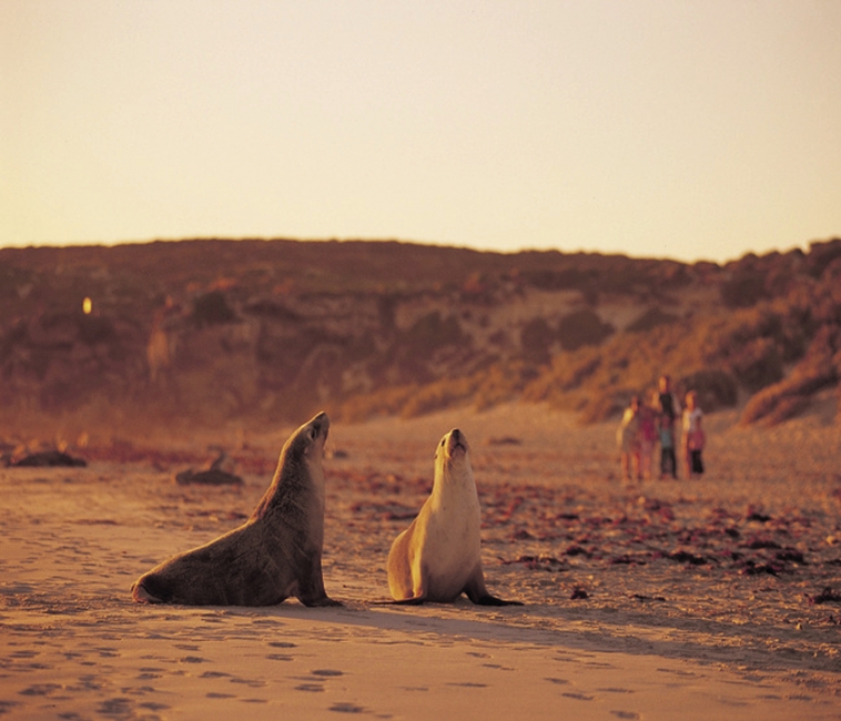 Deux phoques à Seal Bay, Kangaroo Island