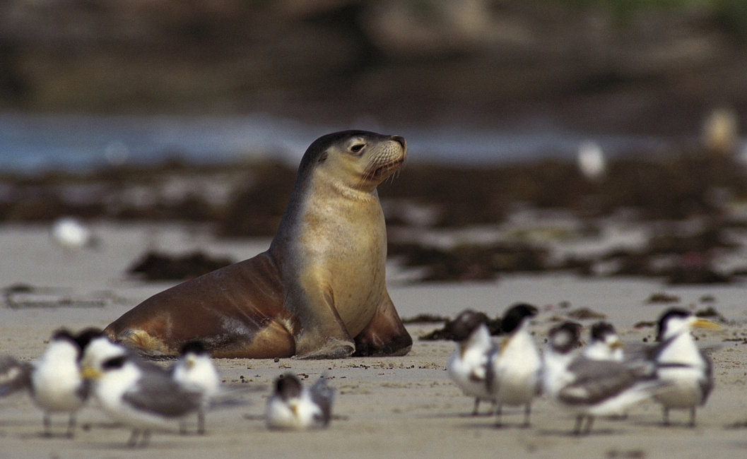 Phoque et mouettes à Seal Bay, Kangaroo Island